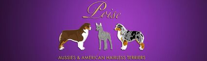 Poise American Hairless Terriers